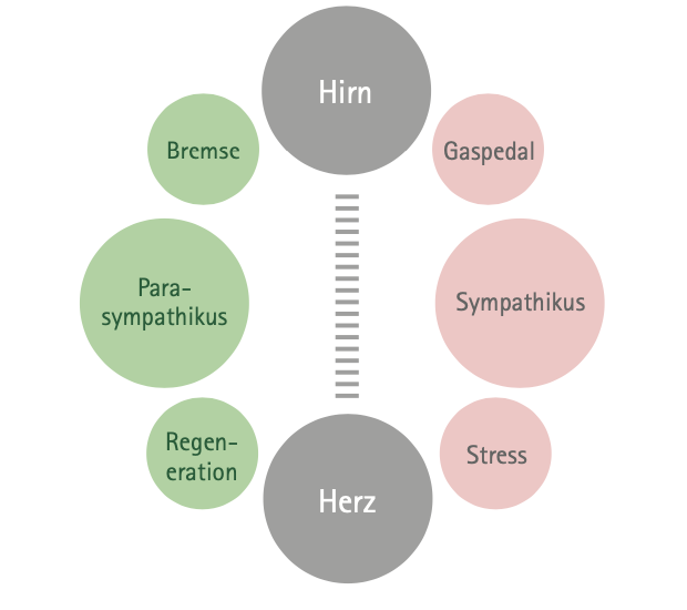 Sympathikus und Parasympathikus